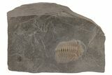 Pyritized Trilobite (Chotecops) Fossil - Bundenbach, Germany #209894-1